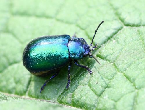 Réf. 283 850 : Oreina cacaliae